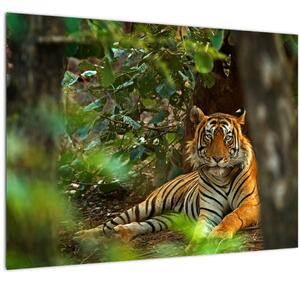 Obraz odpočívajúceho tigra (70x50 cm)