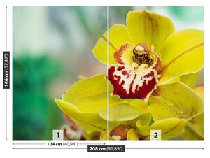Fototapeta Vliesová Žltá orchidea 208x146 cm