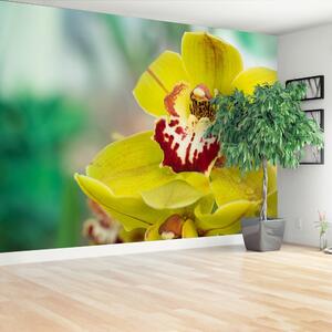 Fototapeta Vliesová Žltá orchidea 416x254 cm