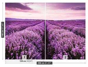 Fototapeta Vliesová Kvitnúce levandule 208x146 cm