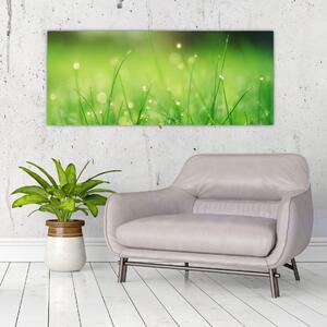 Obraz - rosa na tráve (120x50 cm)