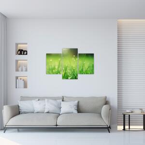 Obraz - rosa na tráve (90x60 cm)