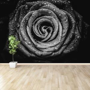 Fototapeta Vliesová Ruža čierna 152x104 cm