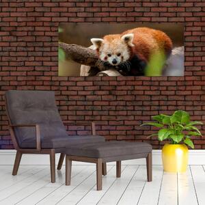 Obraz pandy červenej (120x50 cm)
