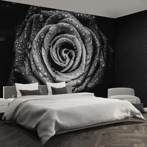 Fototapeta Vliesová Ruža čierna 152x104 cm