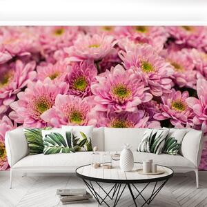 Fototapeta Vliesová Ružové chryzantémy 104x70 cm