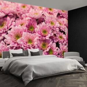 Fototapeta Vliesová Ružové chryzantémy 104x70 cm