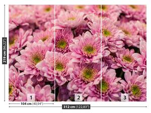 Fototapeta Vliesová Ružové chryzantémy 312x219 cm