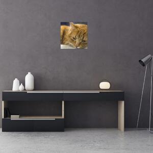 Obraz mačky (30x30 cm)