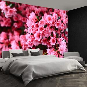 Fototapeta Vliesová Ružový rododendron 152x104 cm