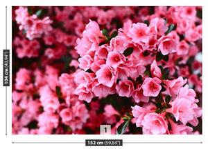 Fototapeta Vliesová Ružový rododendron 152x104 cm