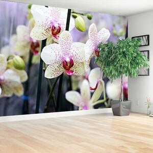Fototapeta Vliesová Kvety orchideí 416x254 cm