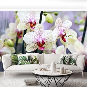Fototapeta Vliesová Kvety orchideí 104x70 cm
