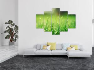 Obraz - rosa na tráve (150x105 cm)