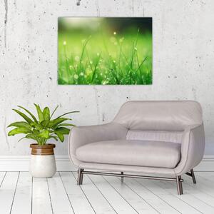 Obraz - rosa na tráve (70x50 cm)