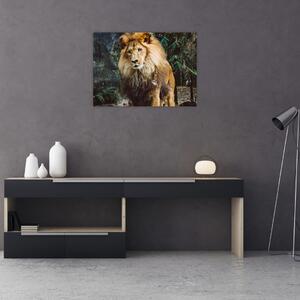 Obraz leva v prírode (70x50 cm)