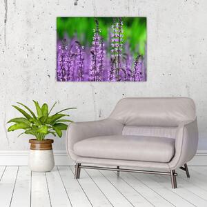 Obraz fialových lúčnych kvetov (70x50 cm)