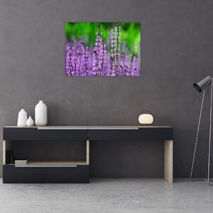 Obraz fialových lúčnych kvetov (70x50 cm)