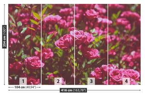 Fototapeta Vliesová Ružové ruže 416x254 cm