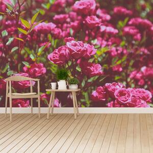 Fototapeta Vliesová Ružové ruže 416x254 cm