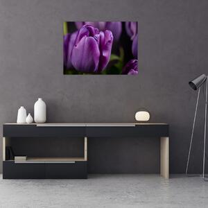 Obraz kvetov tulipánov (70x50 cm)