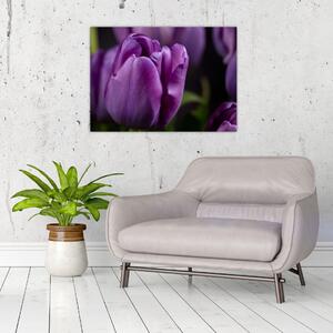 Obraz kvetov tulipánov (70x50 cm)