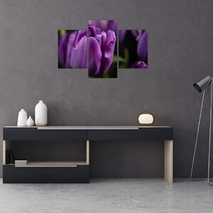 Obraz kvetov tulipánov (90x60 cm)