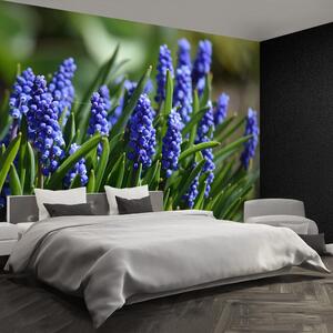 Fototapeta Vliesová Modré hyacinty 152x104 cm