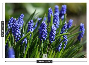 Fototapeta Vliesová Modré hyacinty 152x104 cm