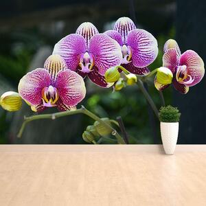 Fototapeta Vliesová Fialová orchidea 152x104 cm
