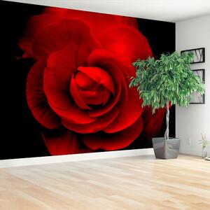 Fototapeta Vliesová Červená ruža 312x219 cm