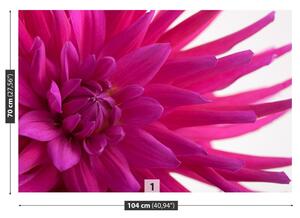 Fototapeta Vliesová Dahlia pink 104x70 cm