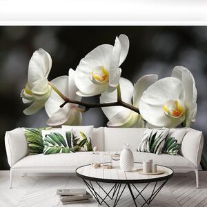 Fototapeta Vliesová Biela orchidea 104x70 cm
