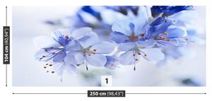 Fototapeta Vliesová Modré kvety 250x104 cm