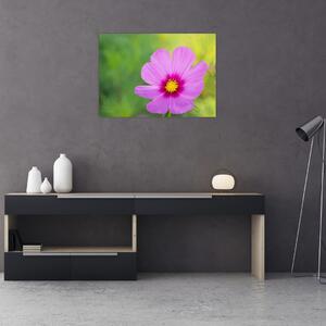 Obraz - lúčna kvetina (70x50 cm)