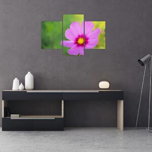 Obraz - lúčna kvetina (90x60 cm)