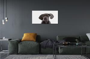 Sklenený obraz hnedý pes 100x50 cm