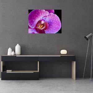 Detailný obraz kvetu orchidey (70x50 cm)