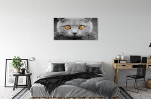 Sklenený obraz Sivá Britská mačka 100x50 cm