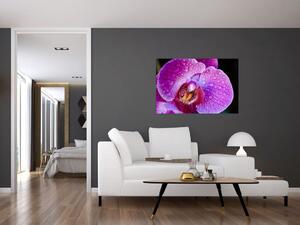 Detailný obraz kvetu orchidey (90x60 cm)