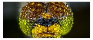 Detailný obraz očí hmyzu (120x50 cm)