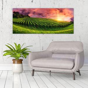 Obraz vinice s farebným nebom (120x50 cm)