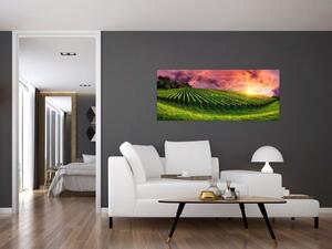 Obraz vinice s farebným nebom (120x50 cm)