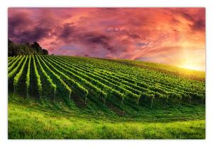 Obraz vinice s farebným nebom (90x60 cm)