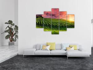 Obraz vinice s farebným nebom (150x105 cm)