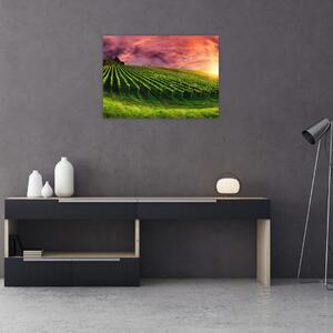 Obraz vinice s farebným nebom (70x50 cm)