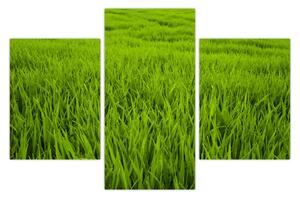 Obraz trávy (90x60 cm)