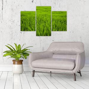 Obraz trávy (90x60 cm)