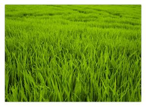 Obraz trávy (70x50 cm)