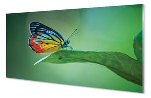 Nástenný panel  Farebný motýľ krídlo 100x50 cm